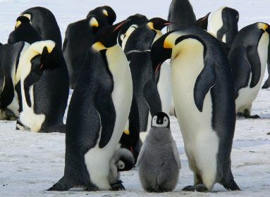 Veszélybe került a császárpingvin-populáció