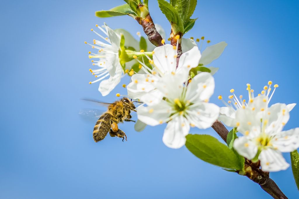méh, Pixabay