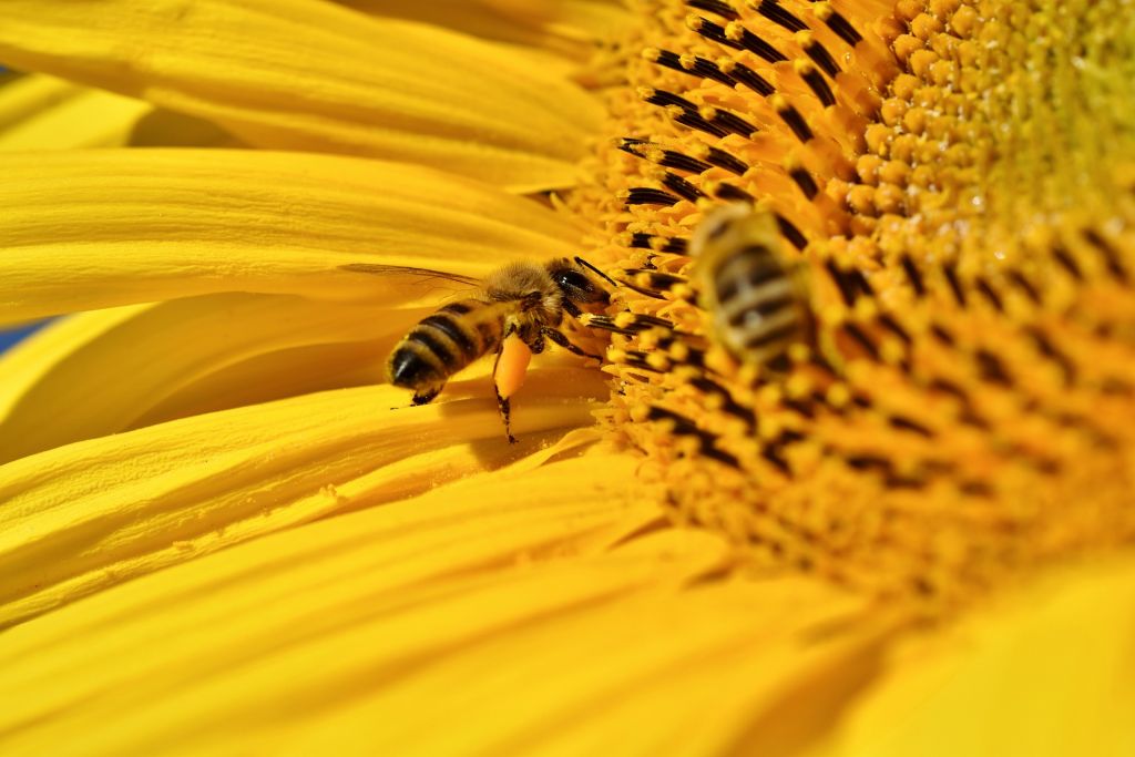 méh, Pixabay