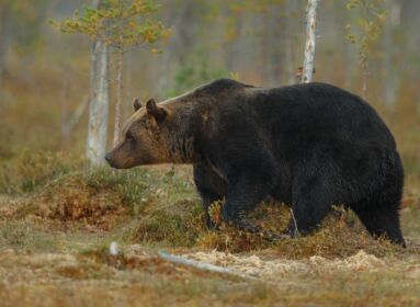 Ajtóstul rontott volna be egy medve a Hargita megyei falu egyik házába