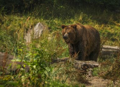 Újabb riasztás medve miatt Hargita megyében, ezúttal Farkaslakán járt egy veszélyes vadállat