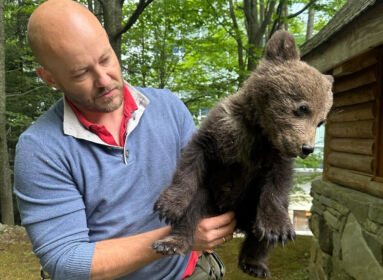 Egy elárvult és megmentett medvebocs története Kovászna megyéből